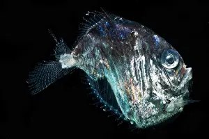 Production Prints: Highlight Hatchetfish (Sternoptyx pseudobscura)