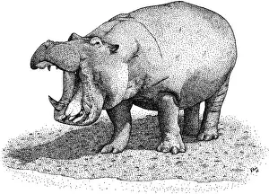 Herbivore Prints: Hippopotamus