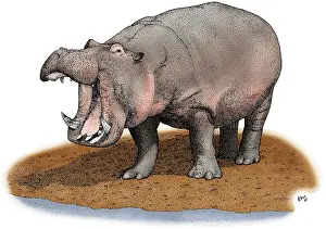 World Cultures Prints: Hippopotamus