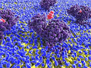Blood Prints: Histamine binding to its receptor