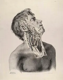 Historical Anatomical Illustration