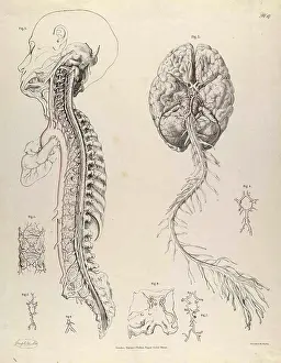 Historical Anatomical Illustration