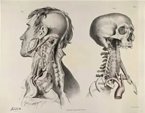 Neck Prints: Historical Anatomical Illustration