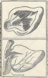 Monochrome Prints: Historical Anatomical Illustration