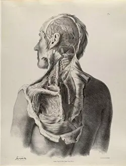 Dissection Prints: Historical Anatomical Illustration