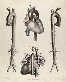 Historical Anatomical Illustration