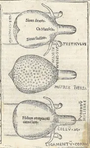 Monochrome Prints: Historical Anatomical Illustration