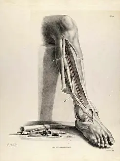 Historical Anatomical Illustration