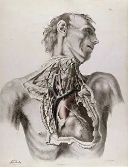 Neck Prints: Historical Anatomical Illustration