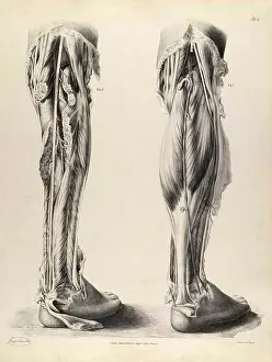 Historical Anatomical Illustration