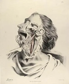 Neck Prints: Historical Anatomical Illustration