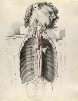 Chest Prints: Historical Anatomical Illustration