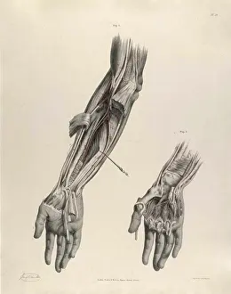Quain Prints: Historical Anatomical Illustration