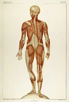 Muscular Prints: Historical Anatomical Illustration