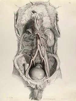 Internal Prints: Historical Anatomical Illustration