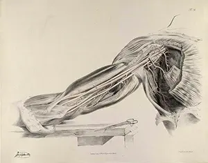 Quain Prints: Historical Anatomical Illustration