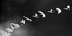 Trending: Historical Early Stop Action Photo of a Heron Flying, 1886