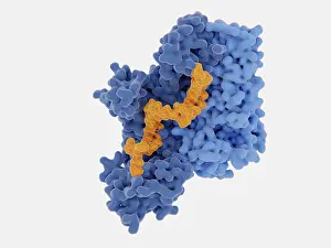 Reverse Prints: HIV-1 reverse transcriptase, molecular model
