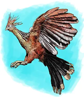 Primitive Prints: Hoatzin