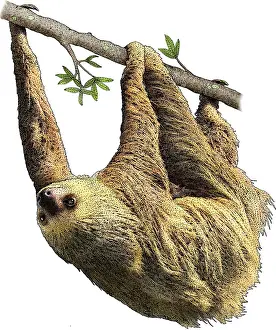 Sloth Prints: Hoffmans Two Toed Sloth
