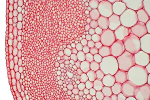 Nature, History, Science Prints: Hogweed Stem under a microscope