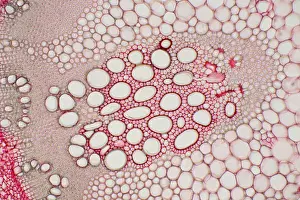 Mixed Science Images Prints: Hogweed Stem under a microscope