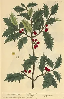 Charm Prints: Holly, Medicinal Plant, 1737