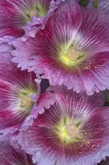 Family Prints: Hollyhocks