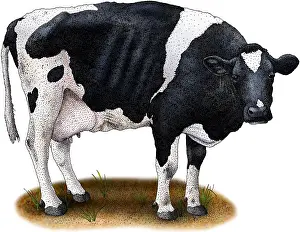 Cattle Prints: Holstein Cow