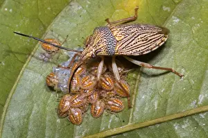 Bugs Prints: Homopteran Insect