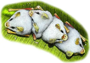 Bats Prints: Honduran white bats