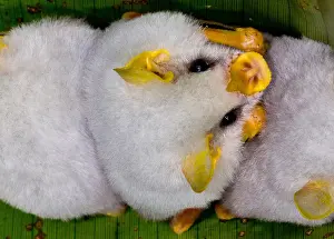 Bats Prints: Honduran White Bats