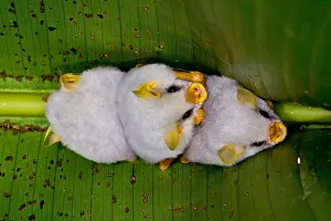 Central Prints: Honduran white bats (Ectophylla alba)