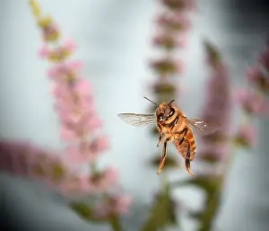 Flying Prints: Honey Bee in Flight