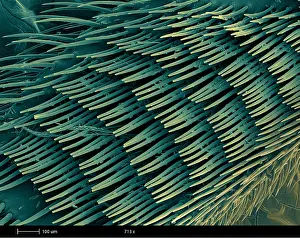 Insect Prints: Honey Bee Leg, under a microscope (SEM)
