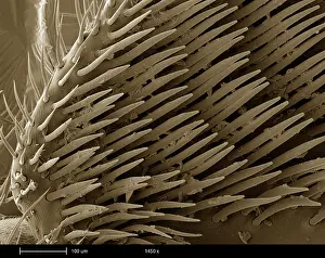 Mixed Science Images Prints: Honey Bee Leg, under a microscope (SEM)