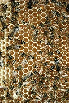 2003 Prints: Honey bees on honey comb
