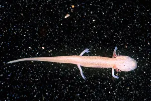 Honey Prints: Honey Creek Salamander