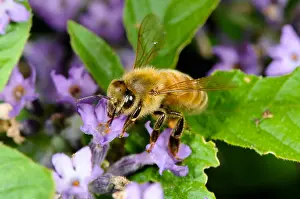 Insect Prints: Honeybee