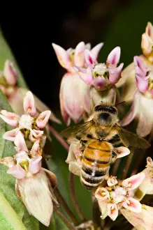 Insect Prints: Honeybee on Milkweed