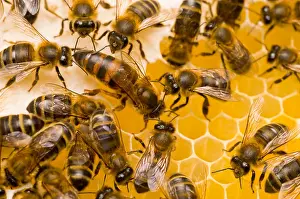 Insect Prints: Honeybee Workers and Queen
