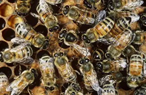 Worker Prints: Honeybees with Queen