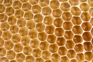 Honey Prints: Honeycomb