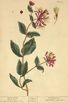 Vine Prints: Honeysuckle, Medicinal Plant, 1737