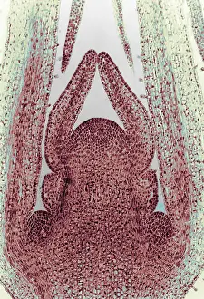 Dicot Prints: Honeysuckle Stem, light micrograph