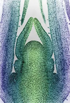 Dicot Prints: Honeysuckle Stem, light micrograph