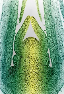 Dicot Prints: Honeysuckle Stem, light micrograph