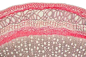 Nature, History, Science Prints: Honeysuckle Stem under a microscope