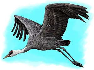 Flying Prints: Hooded Crane