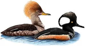 Pair Prints: Hooded Merganser Pair